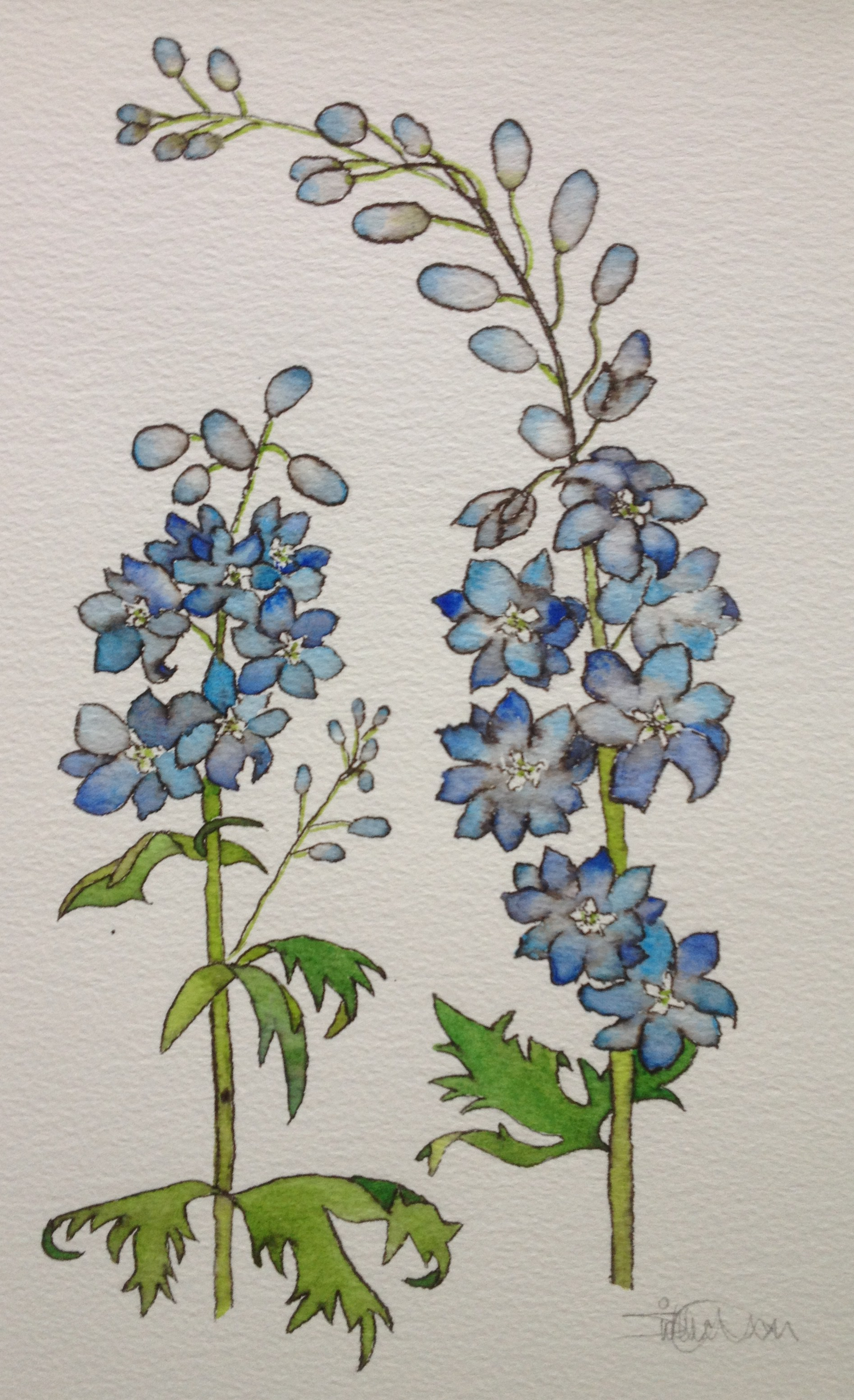 Commission Delphinium mono