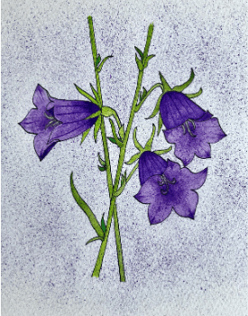 Four Daughters - Harebell