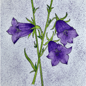 Four Daughters - Harebell