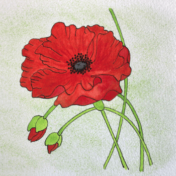 Four Daughters - Poppy