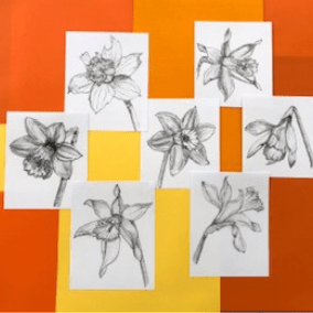 Daffodils by Siobhan Hearn